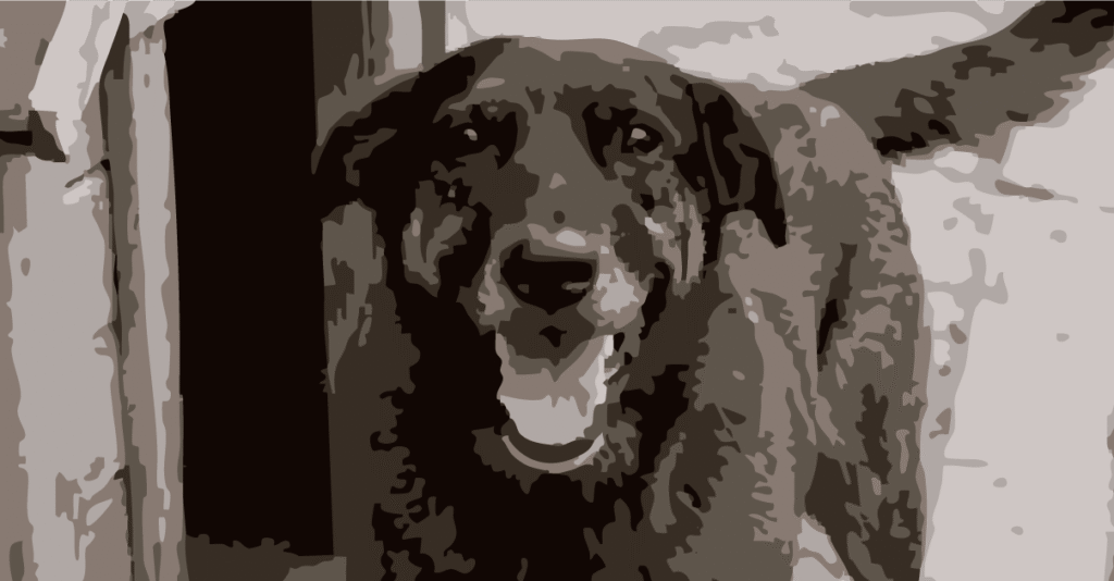 educar-para-a-barbarie:-o-cachorro-orelha-e-as-hierarquias-que-matam